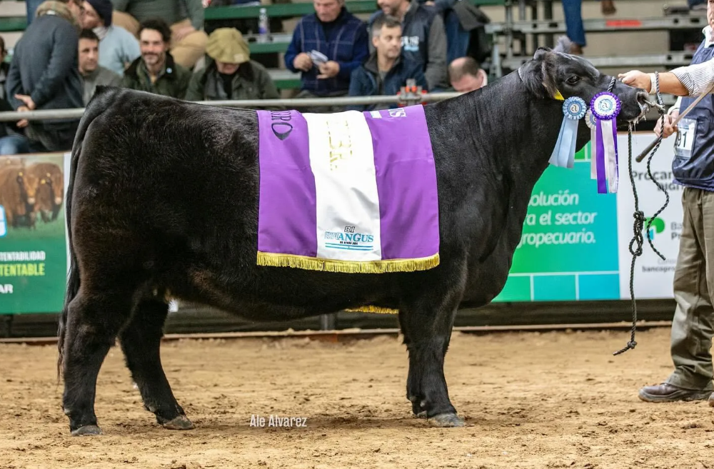 Martina, la vaquillona intermedia de Cabaña Los Murmullos, fue Reservada Gran Campeona Negra.