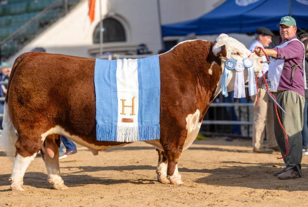 Exposición del Centenario de la Asociación Argentina Criadores de Hereford
